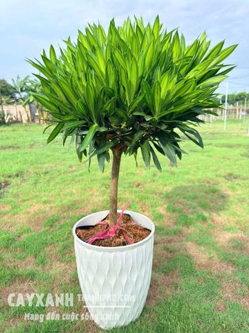 Trúc Bách Hợp Trồng Chậu – Cây Nội Thất Xanh Mát, Mang Tài Lộc Và Bình An