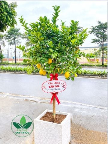 CÂY CHANH MỸ TRỒNG CHẬU – ĐIỂM NHẤN XANH THỜI THƯỢNG CHO NHÀ ĐẸP, QUÀ TẶNG Ý NGHĨA