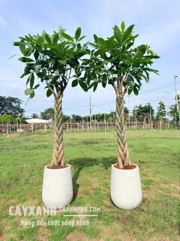 Cây Kim Ngân Thắt Bím Trồng Chậu – Vẻ Đẹp Độc Đáo Mang Tài Lộc Và Thịnh Vượng