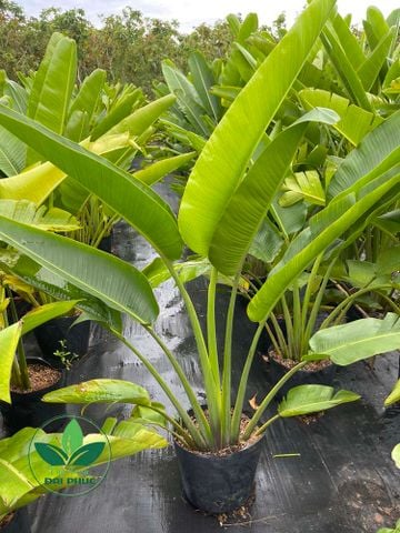 Chuối rẻ quạt – Cây trồng tiểu cảnh sân vườn mang vẻ đẹp ấn tượng