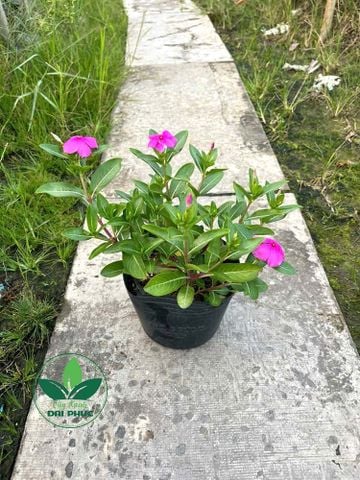 Dừa Cạn – Bí Quyết Làm Đẹp Sân Vườn Với Hoa Nở Rộ Cả Bốn Mùa