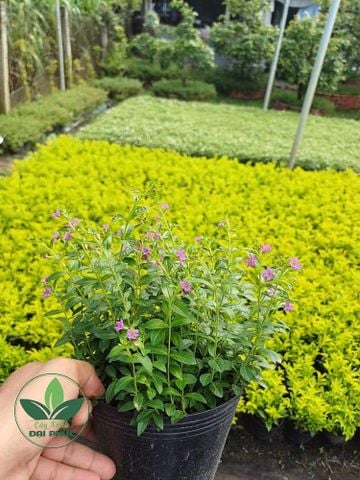 HOA CẨM TÚ MAI – LOẠI HOA SÂN VƯỜN ĐẸP, BỀN VÀ DỄ CHĂM MÀ AI CŨNG YÊU THÍCH