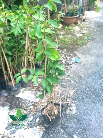 Hoa Lan Tỏi – Cây Cảnh Thân Leo Hoa Tím Tuyệt Đẹp & Dễ Trồng