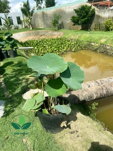 Hoa sen – Cung cấp và trồng sen cảnh quan tại TP.HCM