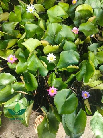 Hoa súng – Cung cấp và trồng hoa súng cảnh quan tại TP.HCM