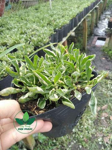 Cây Kỉ Đỏ & Cây Cẩm Thạch – Bộ đôi cây cảnh sân vườn nổi bật, bền đẹp, dễ chăm