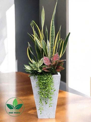 Cây Lưỡi Hổ Trồng Sẵn Trong Chậu – Cây Quà Tặng Ý Nghĩa, Sang Trọng và May Mắn