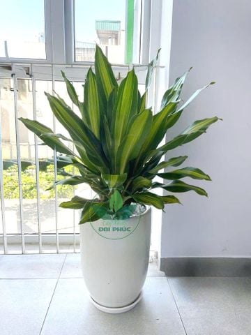 Cây Thiết Mộc Lan Trồng Chậu – Cây Quà Tặng Khai Trương, Tân Gia, Văn Phòng Đẹp Sang Trọng