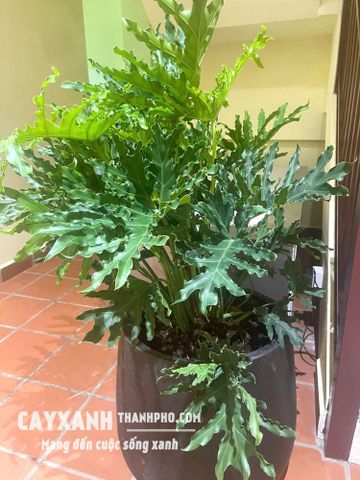Trầu Bà Thanh Xuân Trồng Sẵn Trong Chậu – Nhận Cây Đặt Ngay, Không Cần Chăm Sóc Ban Đầu
