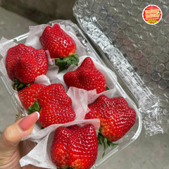 Dâu Mộc châu King size 14-16 quả - hộp 500gr