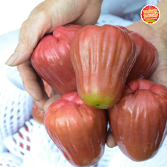 Mận hồng Sóc Trăng MST - 1kg