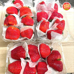 Dâu Mộc châu King size 14-16 quả - hộp 500gr