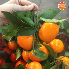 Quýt vàng Nội địa Trung - kg