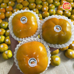 Hồng Mật Vân sơn nội địa Trung - kg