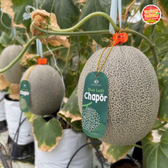 Dưa lưới Mật Chapor Global G.A.P - kg