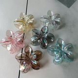  Kẹp càng cua hoa sứ trong ánh xà cừ 