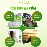 Trầm nụ Tịnh Trúc Gia