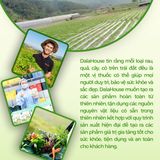 Bột cỏ lúa mì DalaHouse hộp 60g (20 gói x 3g)