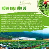 Bột cần tây DalaHouse hộp 60g (20 gói x 3g)