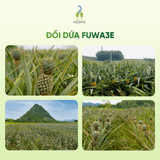 Gel rửa chén cho máy Fuwa3e 500ml/ 2L