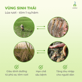 Gạo Ngỗng Sinh Thái ST25 lúa tôm rươi 3kg