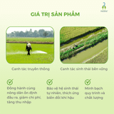 Gạo Ngỗng Sinh Thái ST25 lúa tôm rươi 3kg