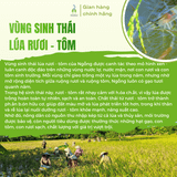 Gạo Ngỗng Sinh Thái ST25 lúa tôm rươi 700g