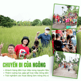 Gạo Ngỗng Sinh Thái ST25 lúa tôm rươi 3kg