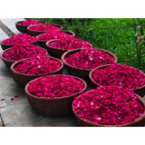 Xịt dưỡng mọc tóc Karose Bud 100ml