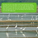 Hoa muối Sahu Sa Huỳnh Quảng Ngãi hộp 200g, 700g