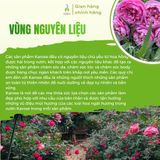 Nước gội đầu Karose Shine 500ml