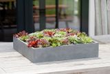  Fiberstone Mini Square Planter |AUFS178 