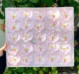 Hoa sáp lan hồ điệp (Hộp 25 bông) ảnh shop tự chụp - HHS0009