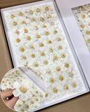 Hoa sáp Cúc bướm (hộp 50 bông) - HHS0022