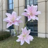 Hoa lụa Ly kép nhí 3b - HOG0053
