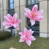 Hoa lụa Ly kép nhí 3b - HOG0053