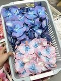 Gói 10 bông Lan hồ điệp cao su - HOG0067