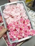 Gói 10 bông Lan hồ điệp cao su - HOG0067