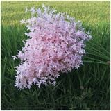 Hoa lụa Anh đào rủ 3n - HOG0072