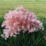 Hoa lụa Anh đào rủ 3n - HOG0072