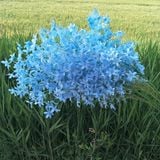 Hoa lụa Anh đào rủ 3n - HOG0072