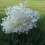 Hoa lụa Anh đào rủ 3n - HOG0072