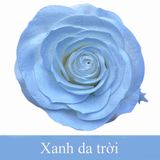 SƠN XỊT MÀU CHO HOA TƯƠI - PKK0045