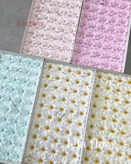 Hoa sáp Thạch thảo - HHS0024