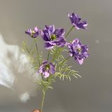 Hoa lụa Nigella 5b - HOG0029