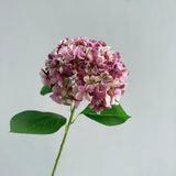 Hoa lụa Cẩm tú cầu in 3D - HOG0033