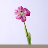 Tulip xốp cao cấp - HOG0042