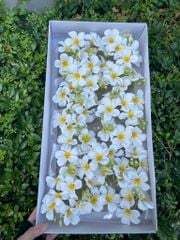 Hoa sáp Nguyệt quế (hộp 25 bông) ảnh shop chụp - HHS0017