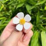 Hoa Violet xốp (gói 100 bông) - HOG0020