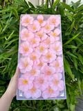 Hoa sáp Tulip (hộp 25 bông) ảnh shop tự chụp - HHS0018